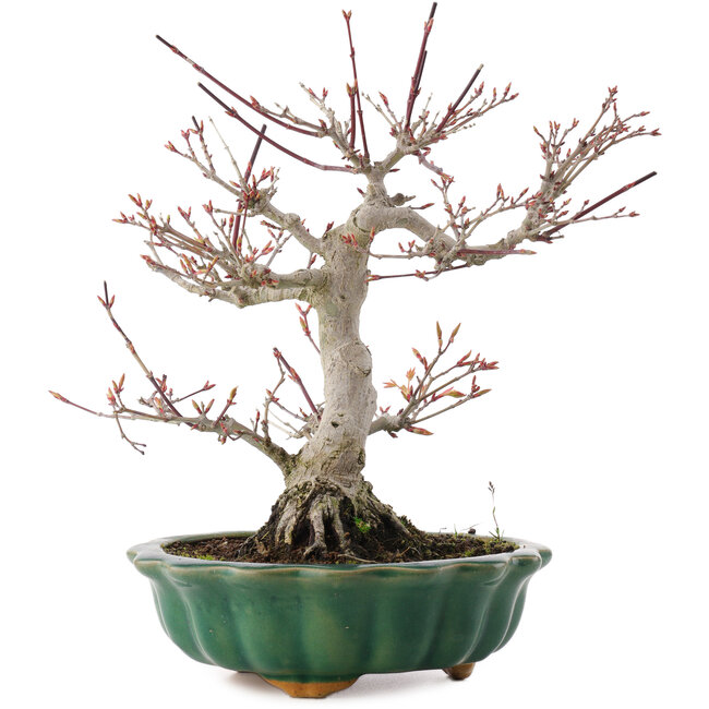 Acer palmatum, 26 cm, ± 25 años