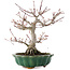 Acer palmatum, 26 cm, ± 25 ans