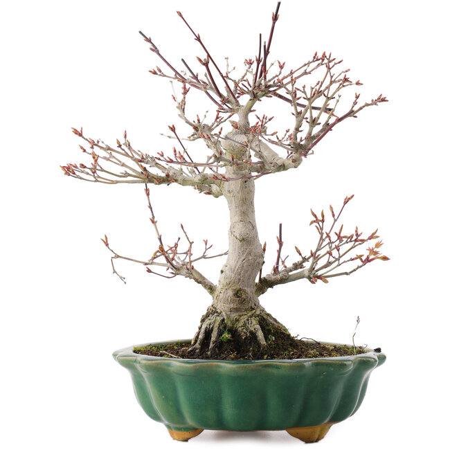 Acer palmatum, 26 cm, ± 25 Jahre alt