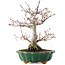 Acer palmatum, 26 cm, ± 25 anni