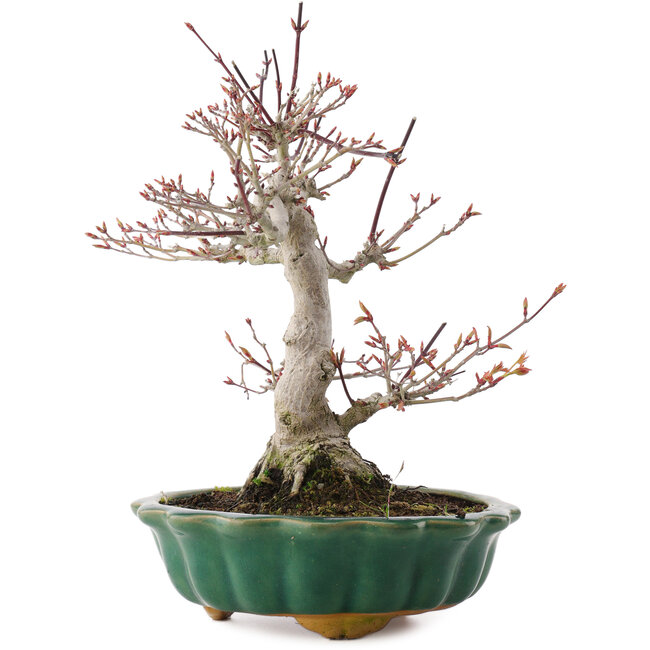Acer palmatum, 26 cm, ± 25 ans