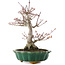 Acer palmatum, 26 cm, ± 25 años