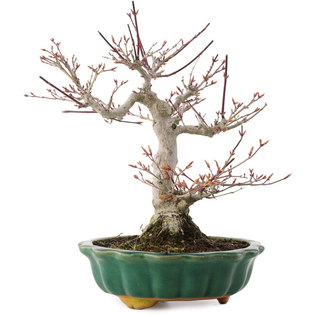Acer palmatum, 26 cm, ± 25 Jahre alt