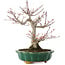 Acer palmatum, 26 cm, ± 25 años