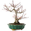 Acer palmatum, 26 cm, ± 25 ans