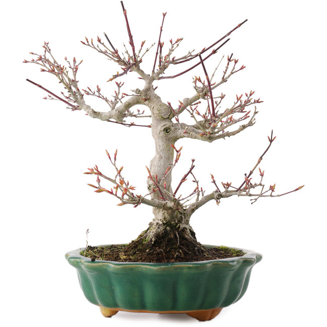 Acer palmatum, 26 cm, ± 25 anni