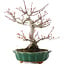 Acer palmatum, 26 cm, ± 25 años