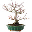 Acer palmatum, 26 cm, ± 25 ans