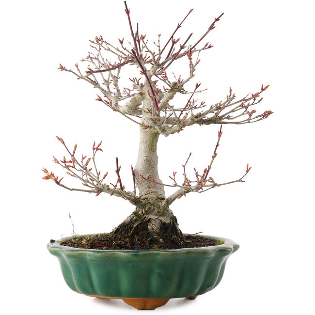 Acer palmatum, 26 cm, ± 25 años