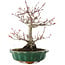 Acer palmatum, 26 cm, ± 25 años