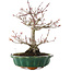 Acer palmatum, 26 cm, ± 25 ans