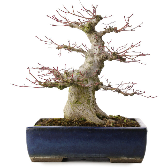 Acer palmatum, 33 cm, ± 40 Jahre alt, in einem handgefertigten japanischen Topf von Taizan