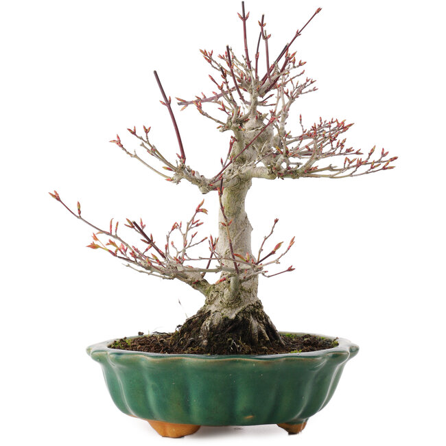 Acer palmatum, 26 cm, ± 25 ans