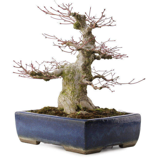 Acer palmatum, 33 cm, ± 40 ans, dans un pot japonais fait main par Taizan
