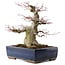 Acer palmatum, 33 cm, ± 40 años, en maceta japonesa hecha a mano por Taizan