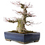 Acer palmatum, 33 cm, ± 40 years old, in a handmade Japanese pot by Taizan