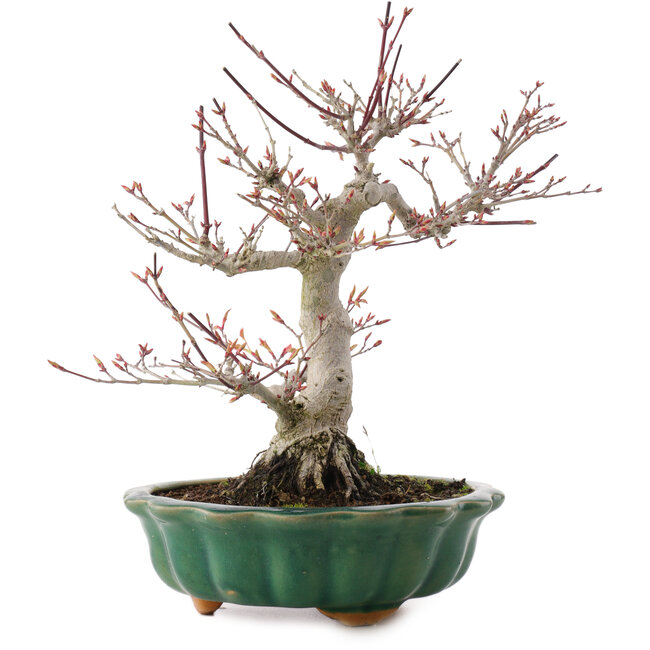 Acer palmatum, 26 cm, ± 25 years old