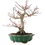 Acer palmatum, 26 cm, ± 25 anni