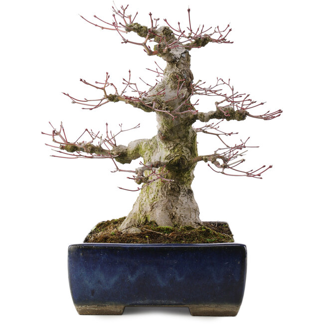 Acer palmatum, 33 cm, ± 40 years old, in a handmade Japanese pot by Taizan