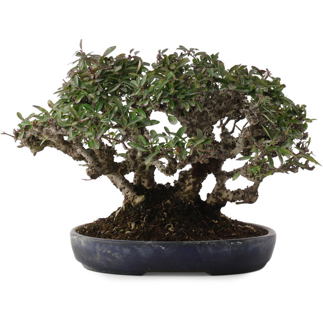 Pyracantha, 21,5 cm, ± 30 anni, in un vaso giapponese fatto a mano da Koyou