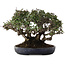 Pyracantha, 21,5 cm, ± 30 ans, dans un pot japonais fait main par Koyou