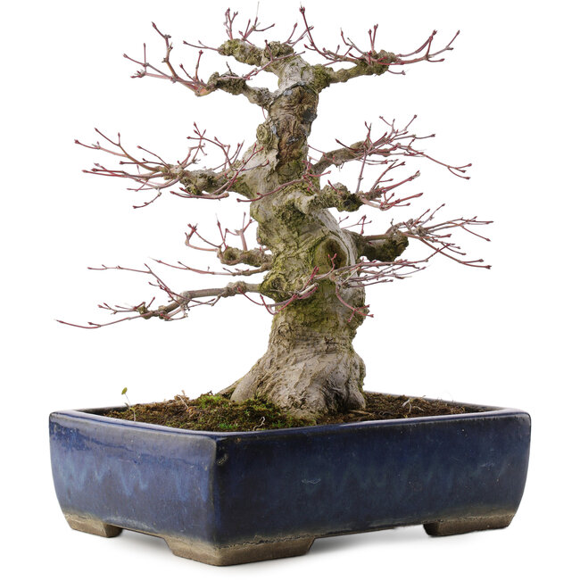 Acer palmatum, 33 cm, ± 40 ans, dans un pot japonais fait main par Taizan
