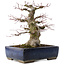 Acer palmatum, 33 cm, ± 40 ans, dans un pot japonais fait main par Taizan