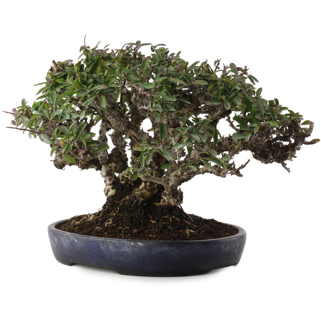Pyracantha, 21,5 cm, ± 30 ans, dans un pot japonais fait main par Koyou