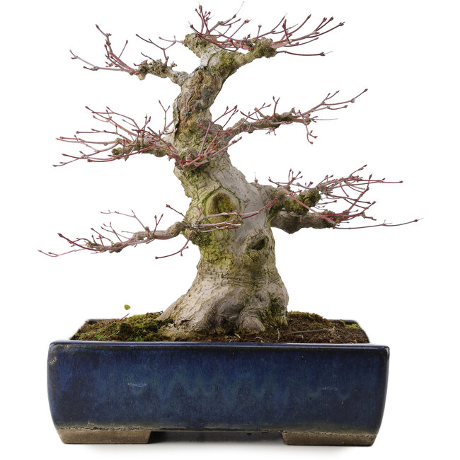 Acer palmatum, 33 cm, ± 40 jaar oud, in een handgemaakte Japanse pot van Taizan