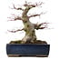 Acer palmatum, 33 cm, ± 40 años, en maceta japonesa hecha a mano por Taizan