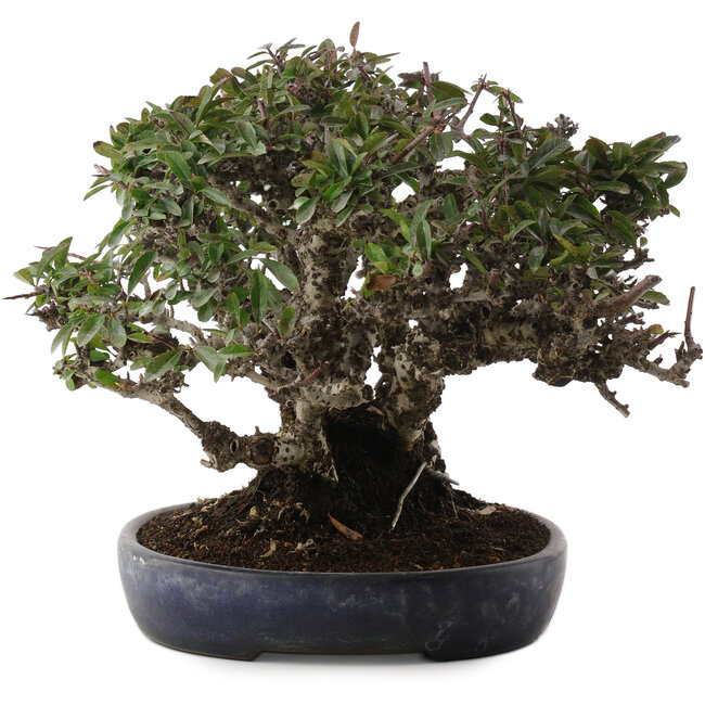Pyracantha, 21,5 cm, ± 30 ans, dans un pot japonais fait main par Koyou