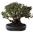 Pyracantha, 21,5 cm, ± 30 years old, in a handmade Japanese pot by Koyou