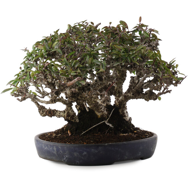 Pyracantha, 21,5 cm, ± 30 ans, dans un pot japonais fait main par Koyou