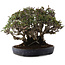 Pyracantha, 21,5 cm, ± 30 ans, dans un pot japonais fait main par Koyou