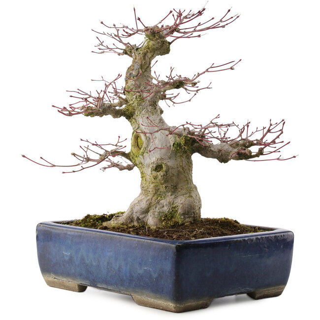 Acer palmatum, 33 cm, ± 40 ans, dans un pot japonais fait main par Taizan