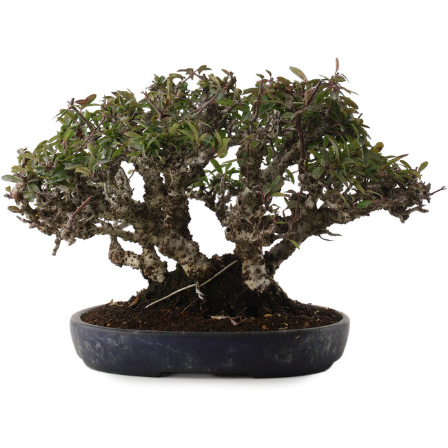 Pyracantha, 21,5 cm, ± 30 ans, dans un pot japonais fait main par Koyou