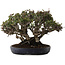 Pyracantha, 21,5 cm, ± 30 anni, in un vaso giapponese fatto a mano da Koyou