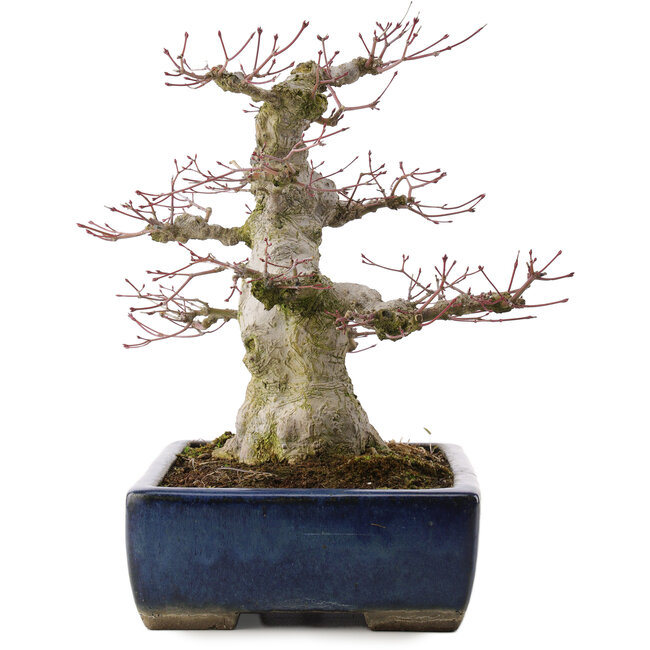 Acer palmatum, 33 cm, ± 40 anni, in un vaso giapponese fatto a mano da Taizan