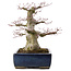 Acer palmatum, 33 cm, ± 40 ans, dans un pot japonais fait main par Taizan