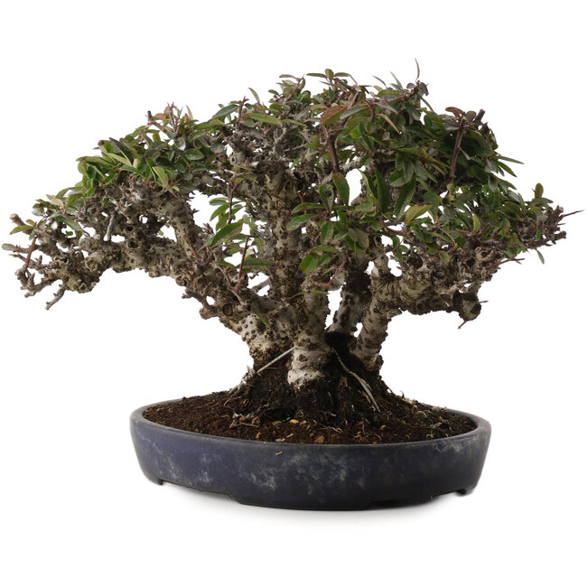 Pyracantha, 21,5 cm, ± 30 jaar oud, in een handgemaakte Japanse pot van Koyou