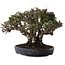 Pyracantha, 21,5 cm, ± 30 ans, dans un pot japonais fait main par Koyou