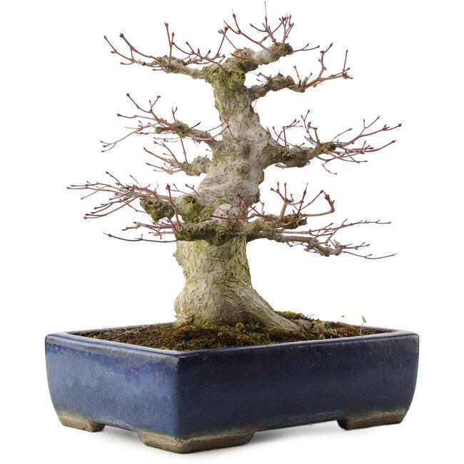 Acer palmatum, 33 cm, ± 40 años, en maceta japonesa hecha a mano por Taizan