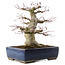 Acer palmatum, 33 cm, ± 40 ans, dans un pot japonais fait main par Taizan