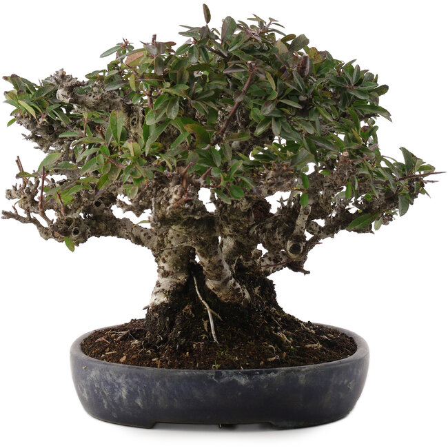 Pyracantha, 21,5 cm, ± 30 ans, dans un pot japonais fait main par Koyou