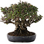 Pyracantha, 21,5 cm, ± 30 anni, in un vaso giapponese fatto a mano da Koyou