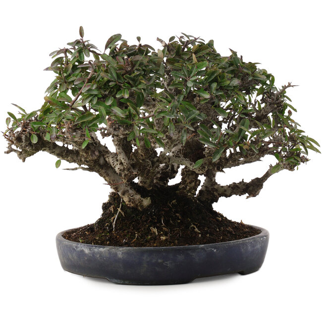 Pyracantha, 21,5 cm, ± 30 ans, dans un pot japonais fait main par Koyou