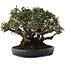 Pyracantha, 21,5 cm, ± 30 anni, in un vaso giapponese fatto a mano da Koyou