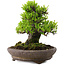 Pyracantha, 22 cm, ± 30 years old, in a handmade Japanese pot by Yamaaki