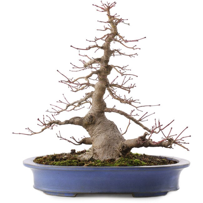 Acer palmatum, 31 cm, ± 30 años