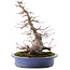 Acer palmatum, 31 cm, ± 30 años